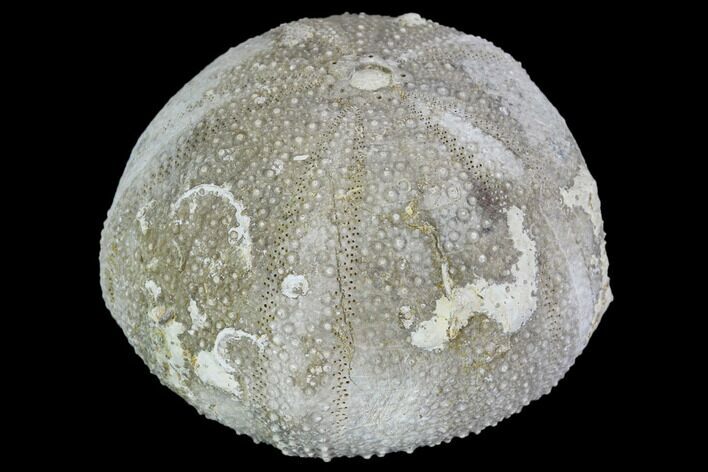 Fossil Sea Urchin (Psephecinus) - Morocco #104532